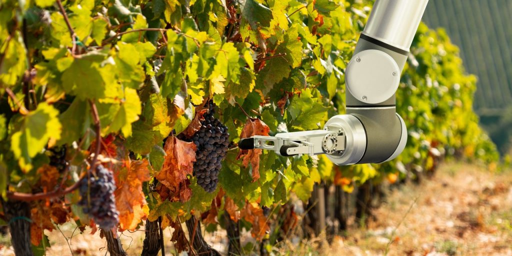 Collaborative Robots being used in vineyards for picking grape vine