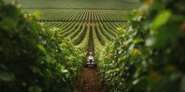 An image showing a robot weeding at a vineyard